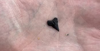 shark tooth found at Holden Beach, NC